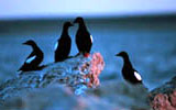  - coralharbour_birdsblack